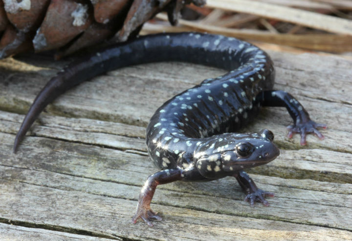 Slimy Salamander